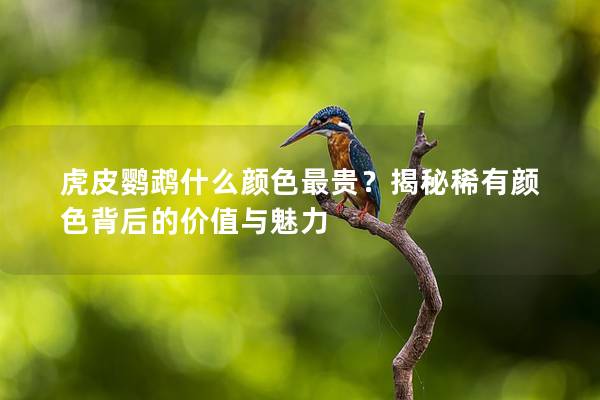 虎皮鹦鹉什么颜色最贵？揭秘稀有颜色背后的价值与魅力
