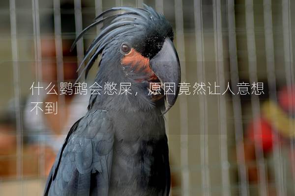 什么鹦鹉会憋屎，原因竟然让人意想不到