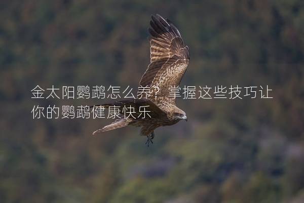 金太阳鹦鹉怎么养？掌握这些技巧让你的鹦鹉健康快乐