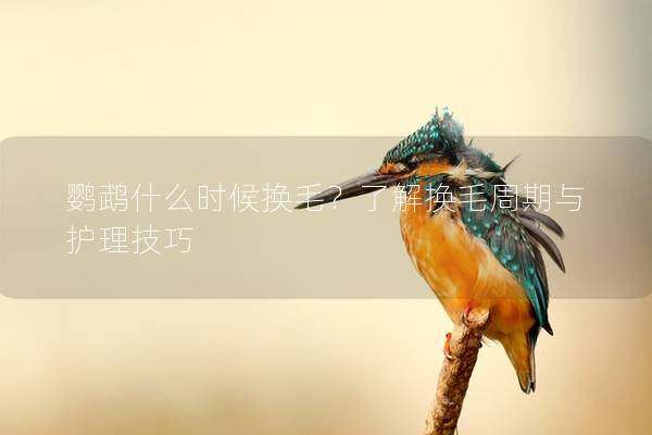 鹦鹉什么时候换毛？了解换毛周期与护理技巧
