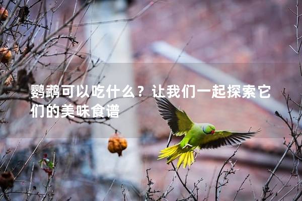 鹦鹉可以吃什么？让我们一起探索它们的美味食谱