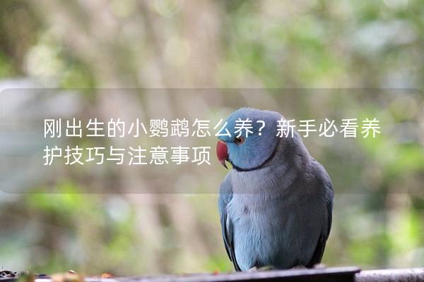 刚出生的小鹦鹉怎么养？新手必看养护技巧与注意事项