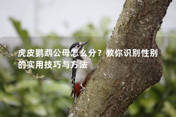 虎皮鹦鹉公母怎么分？教你识别性别的实用技巧与方法
