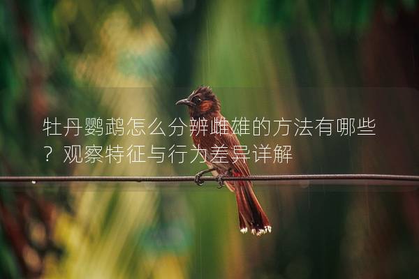牡丹鹦鹉怎么分辨雌雄的方法有哪些？观察特征与行为差异详解
