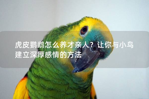 虎皮鹦鹉怎么养才亲人？让你与小鸟建立深厚感情的方法