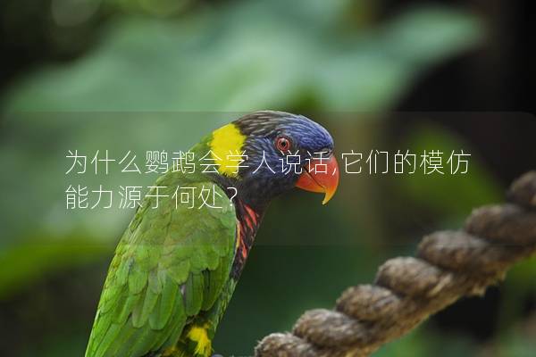 为什么鹦鹉会学人说话,它们的模仿能力源于何处？