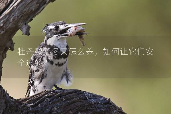 牡丹鹦鹉冬天怎么养，如何让它们安全过冬？