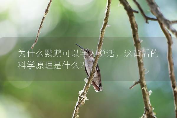 为什么鹦鹉可以学人说话，这背后的科学原理是什么？
