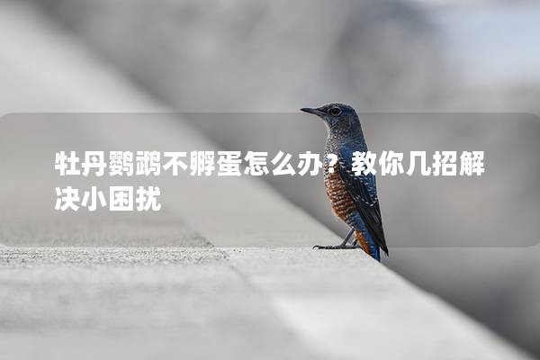 牡丹鹦鹉不孵蛋怎么办？教你几招解决小困扰
