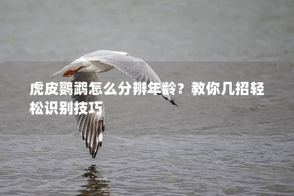虎皮鹦鹉怎么分辨年龄？教你几招轻松识别技巧
