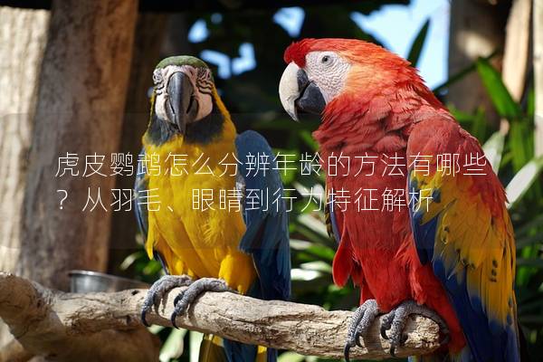 虎皮鹦鹉怎么分辨年龄的方法有哪些？从羽毛、眼睛到行为特征解析