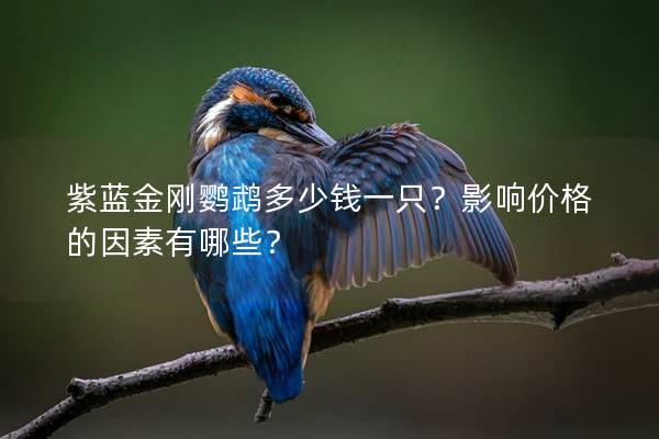 紫蓝金刚鹦鹉多少钱一只？影响价格的因素有哪些？