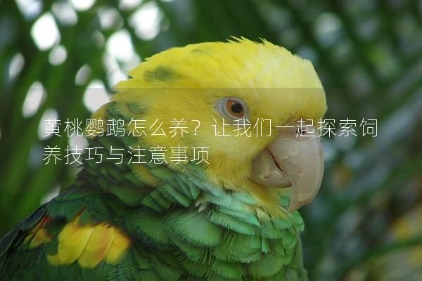 黄桃鹦鹉怎么养？让我们一起探索饲养技巧与注意事项