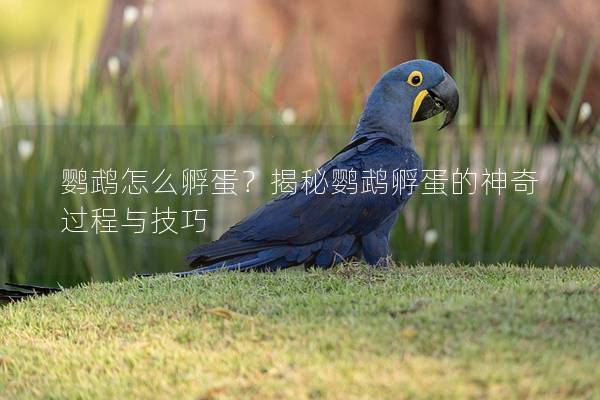 鹦鹉怎么孵蛋？揭秘鹦鹉孵蛋的神奇过程与技巧