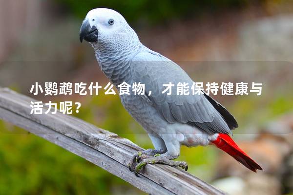 小鹦鹉吃什么食物，才能保持健康与活力呢？