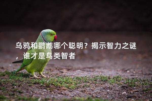 乌鸦和鹦鹉哪个聪明？揭示智力之谜，谁才是鸟类智者