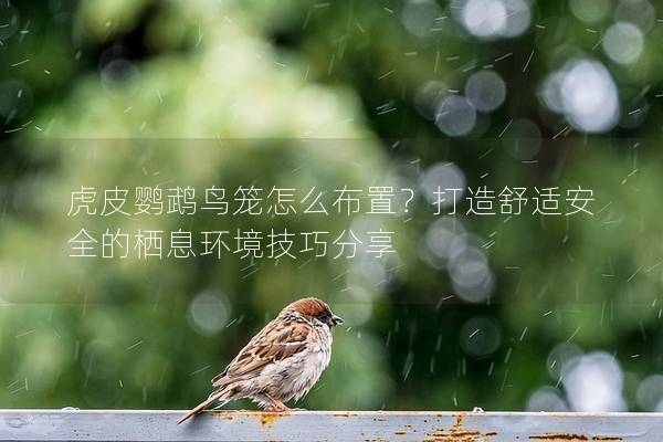 虎皮鹦鹉鸟笼怎么布置？打造舒适安全的栖息环境技巧分享
