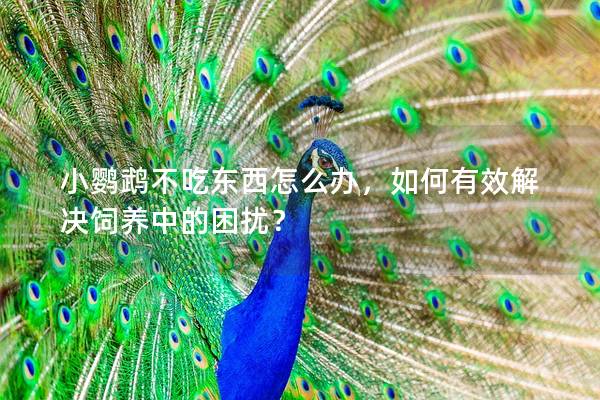 小鹦鹉不吃东西怎么办，如何有效解决饲养中的困扰？