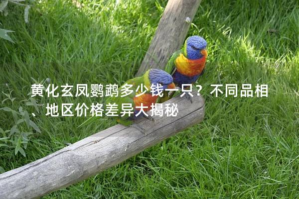 黄化玄凤鹦鹉多少钱一只？不同品相、地区价格差异大揭秘