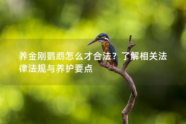 养金刚鹦鹉怎么才合法？了解相关法律法规与养护要点