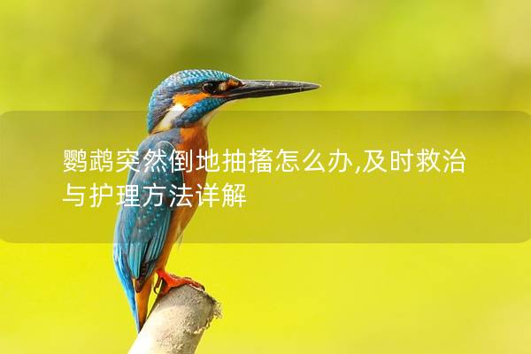 鹦鹉突然倒地抽搐怎么办,及时救治与护理方法详解