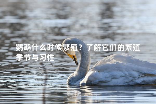 鹦鹉什么时候繁殖？了解它们的繁殖季节与习性