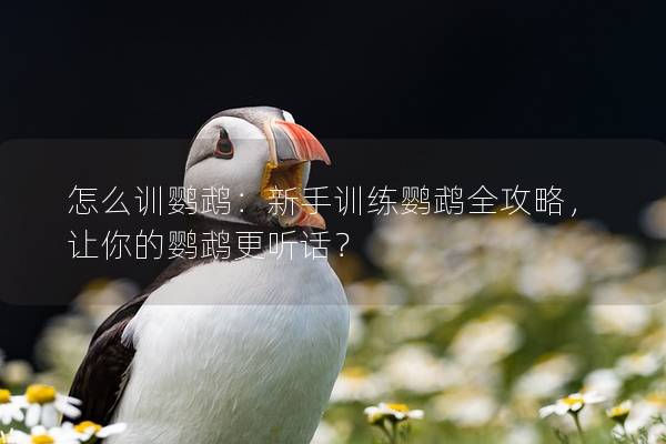 怎么训鹦鹉：新手训练鹦鹉全攻略，让你的鹦鹉更听话？