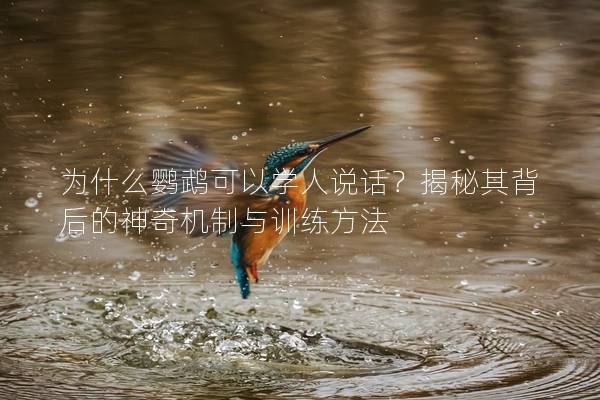 为什么鹦鹉可以学人说话？揭秘其背后的神奇机制与训练方法