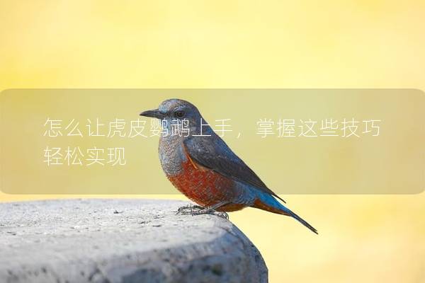 怎么让虎皮鹦鹉上手，掌握这些技巧轻松实现