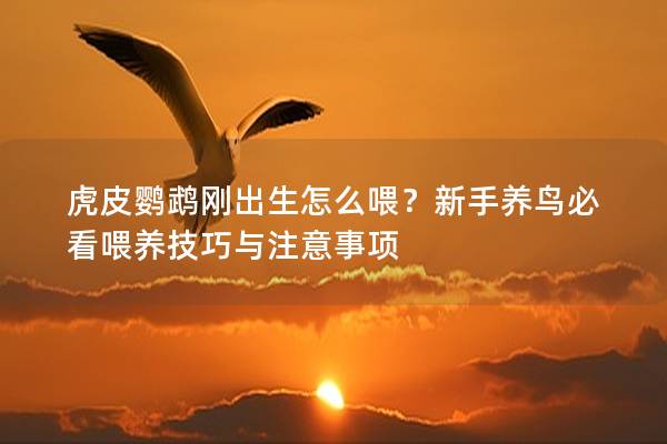 虎皮鹦鹉刚出生怎么喂？新手养鸟必看喂养技巧与注意事项