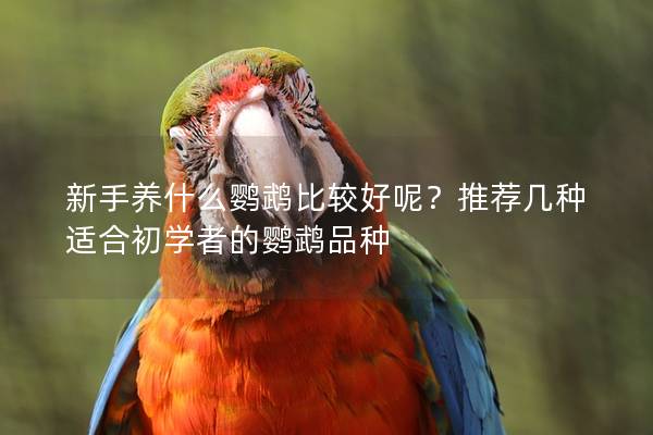 新手养什么鹦鹉比较好呢？推荐几种适合初学者的鹦鹉品种