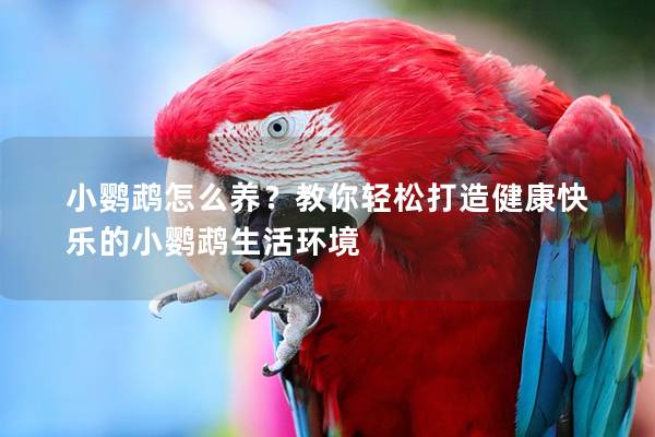 小鹦鹉怎么养？教你轻松打造健康快乐的小鹦鹉生活环境