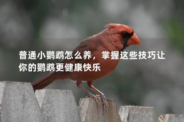 普通小鹦鹉怎么养，掌握这些技巧让你的鹦鹉更健康快乐