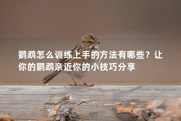 鹦鹉怎么训练上手的方法有哪些？让你的鹦鹉亲近你的小技巧分享