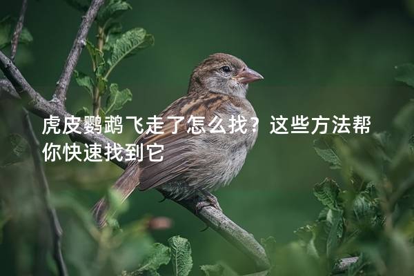 虎皮鹦鹉飞走了怎么找？这些方法帮你快速找到它