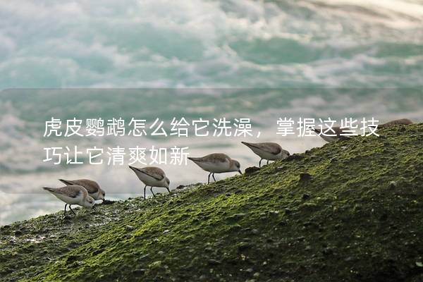 虎皮鹦鹉怎么给它洗澡，掌握这些技巧让它清爽如新