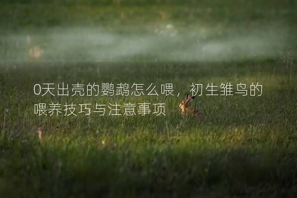 0天出壳的鹦鹉怎么喂，初生雏鸟的喂养技巧与注意事项