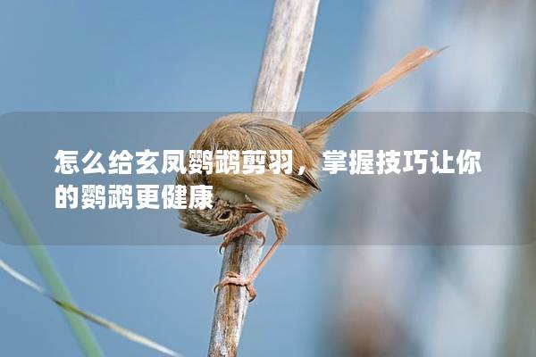 怎么给玄凤鹦鹉剪羽，掌握技巧让你的鹦鹉更健康