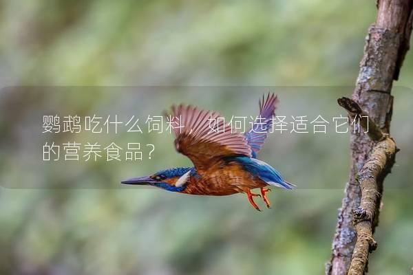 鹦鹉吃什么饲料，如何选择适合它们的营养食品？