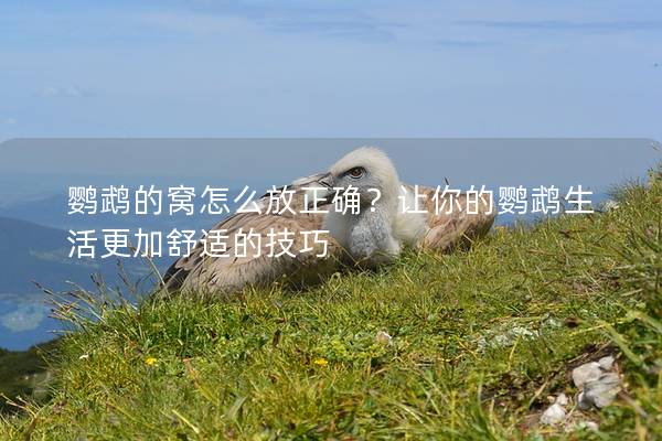鹦鹉的窝怎么放正确？让你的鹦鹉生活更加舒适的技巧