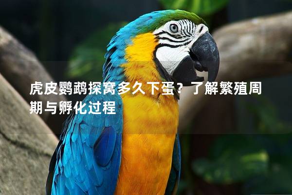 虎皮鹦鹉探窝多久下蛋？了解繁殖周期与孵化过程