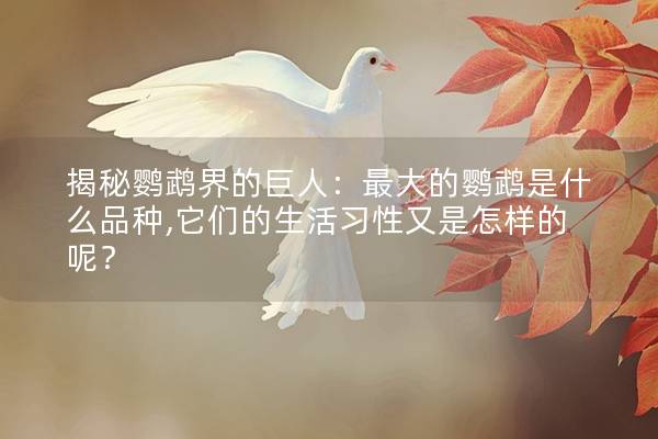 揭秘鹦鹉界的巨人：最大的鹦鹉是什么品种,它们的生活习性又是怎样的呢？