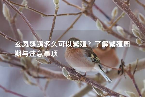 玄凤鹦鹉多久可以繁殖？了解繁殖周期与注意事项