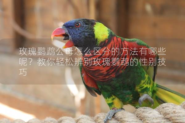玫瑰鹦鹉公母怎么区分的方法有哪些呢？教你轻松辨别玫瑰鹦鹉的性别技巧