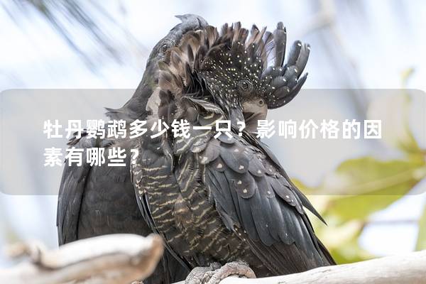 牡丹鹦鹉多少钱一只？影响价格的因素有哪些？