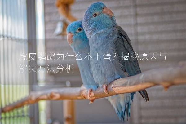 虎皮鹦鹉为什么不下蛋？揭秘原因与解决方法分析