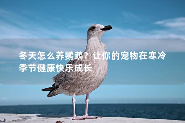 冬天怎么养鹦鹉？让你的宠物在寒冷季节健康快乐成长