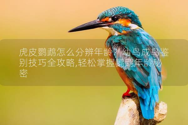 虎皮鹦鹉怎么分辨年龄？幼鸟成鸟鉴别技巧全攻略,轻松掌握鹦鹉年龄秘密