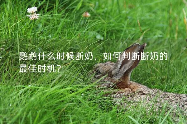 鹦鹉什么时候断奶，如何判断断奶的最佳时机？