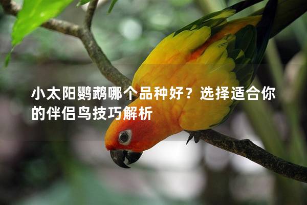 小太阳鹦鹉哪个品种好？选择适合你的伴侣鸟技巧解析